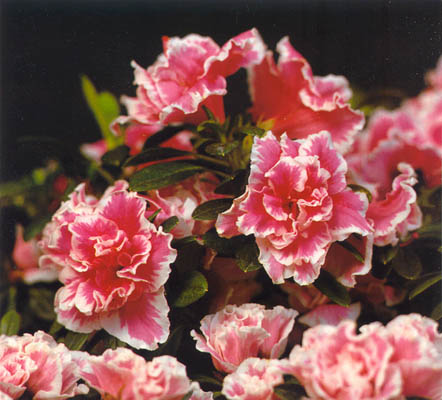 راهنمای نگهداری و پرورش گل و گیاهان زینتی - آزالیا